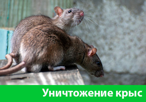 Уничтожение крыс в городе Нальчик