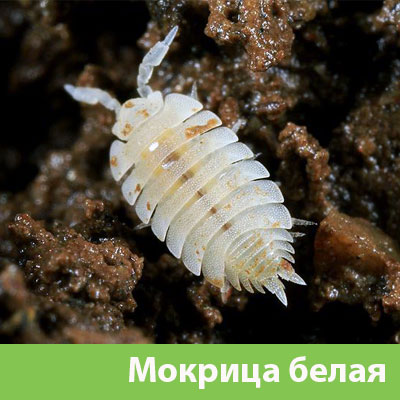 Мокрица в Нальчике фото