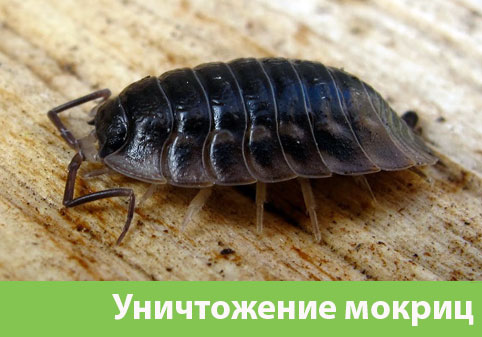 Мокрицы в квартире в городе Нальчик